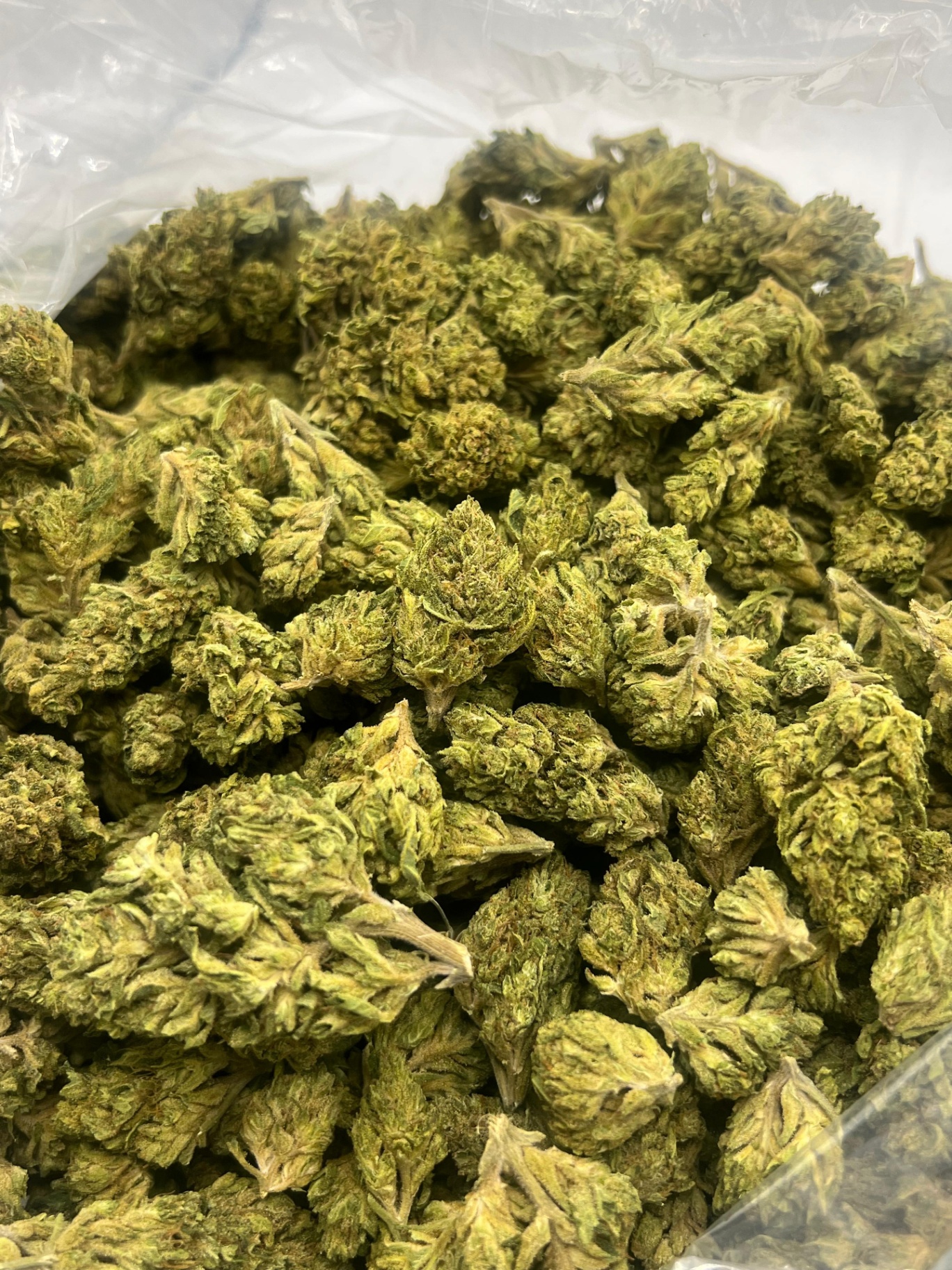 Triangle Kush Outdoor