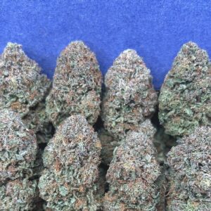 INDOOR PLATINUM BUBBA